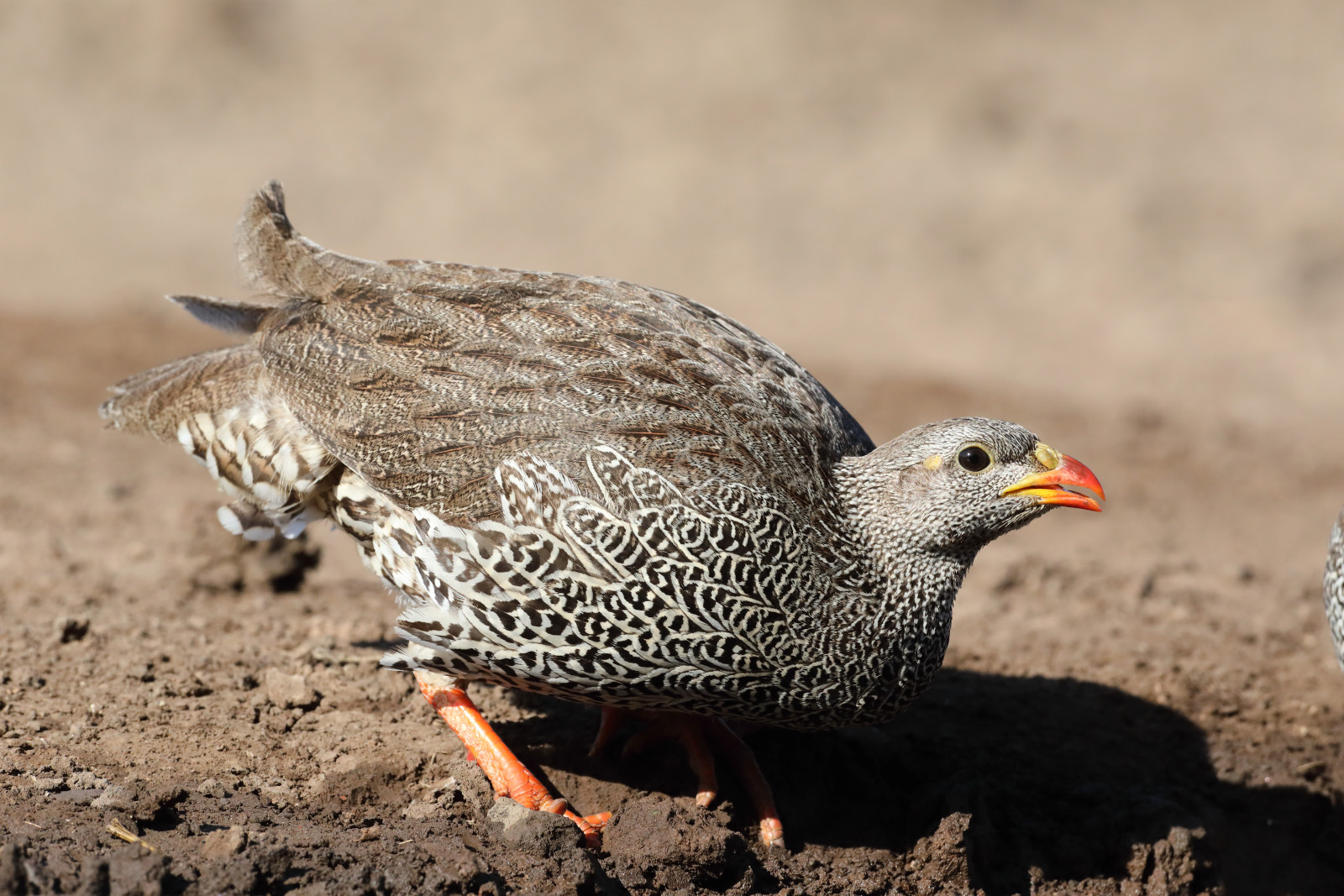 image Red-billed Spurfowl